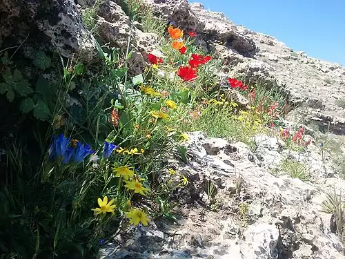 جملاتی از کاربرد کلمه لاغران