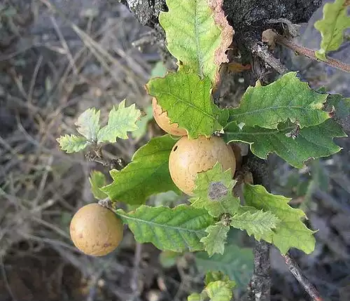 معنی کلمه مازو در فرهنگ عمید