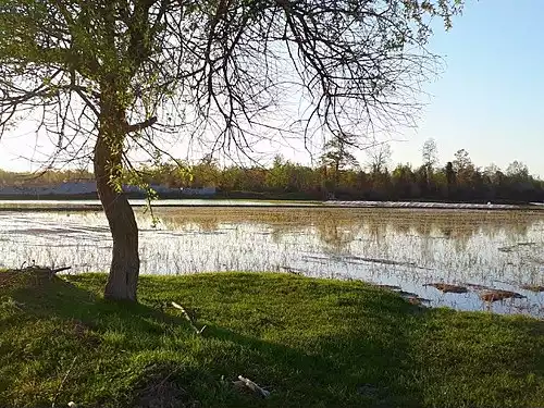 معنی کلمه مرزنده در لغت نامه دهخدا