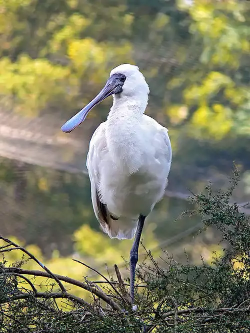 مرغ‌مقدسیان