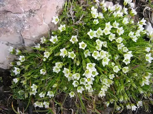 مرواریدی