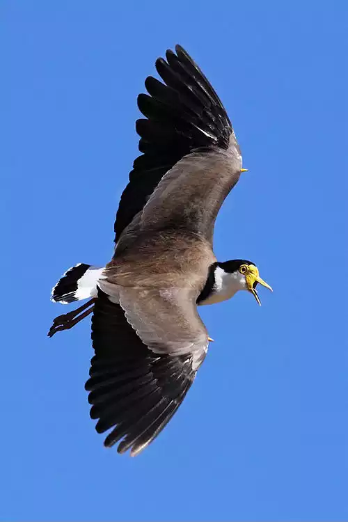 معنی کلمه مهمیز در فرهنگ فارسی