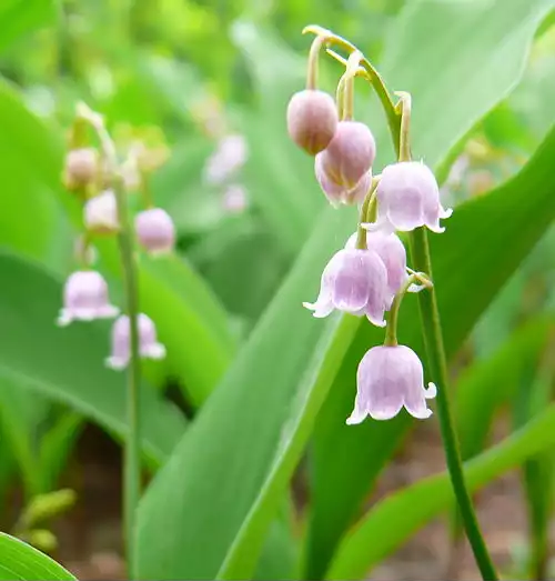 معنی کلمه موگه در لغت نامه دهخدا