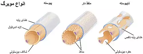 معنی کلمه مویرگ در فرهنگ معین