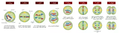 معنی کلمه میوز در دانشنامه عمومی