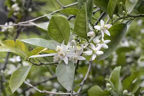 معنی کلمه نارنج در فرهنگ معین