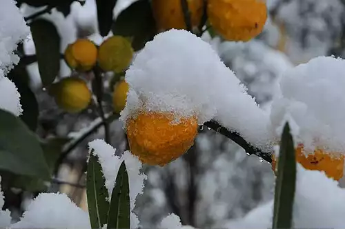 معنی کلمه نارنج در فرهنگ فارسی