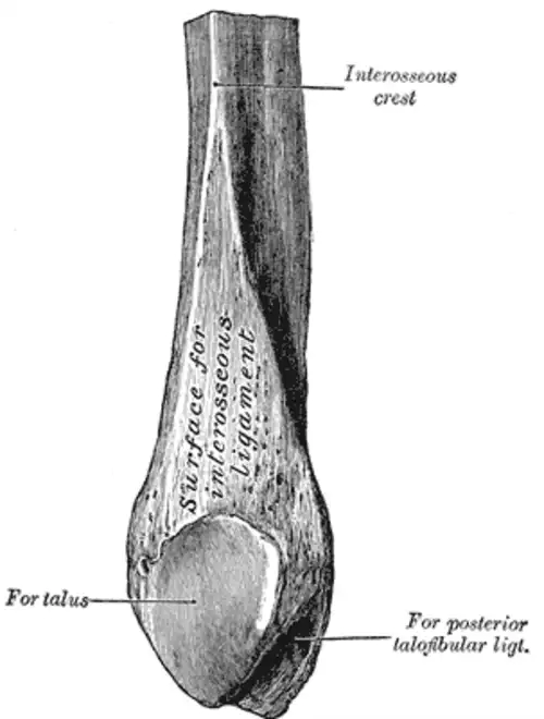 معنی کلمه نازک نی در فرهنگ معین