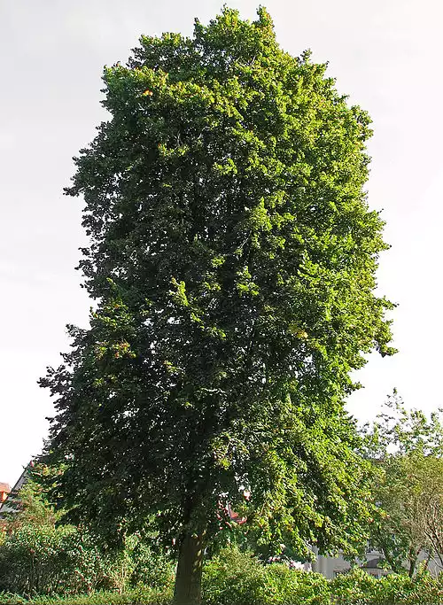 معنی کلمه نمدار در فرهنگ فارسی