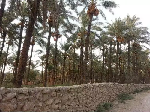 معنی کلمه نوجین در دانشنامه عمومی