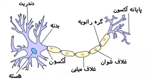 معنی کلمه نورون در دانشنامه آزاد فارسی