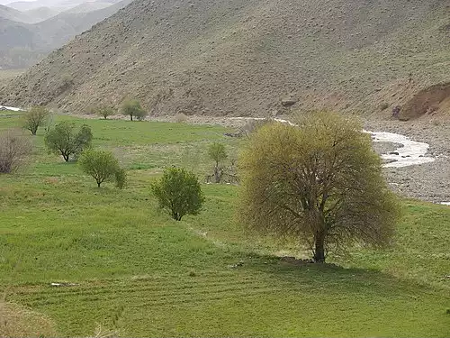 معنی کلمه نویس در دانشنامه عمومی