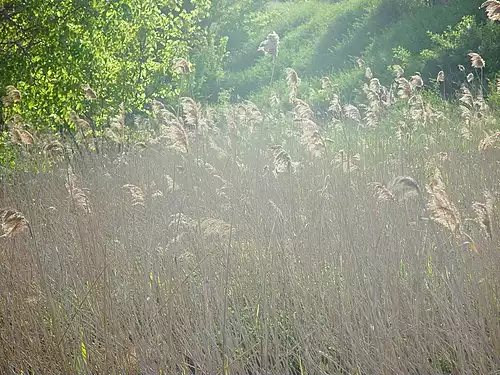 معنی کلمه ني در لغت نامه دهخدا