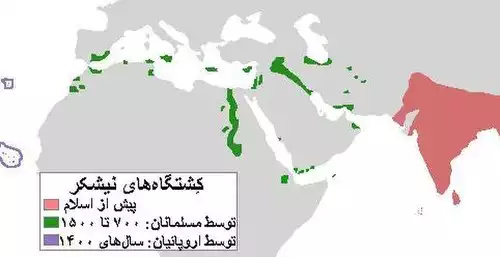 معنی کلمه نی شکر در فرهنگ فارسی