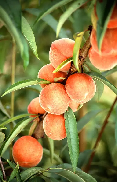 معنی کلمه هلو در فرهنگ فارسی