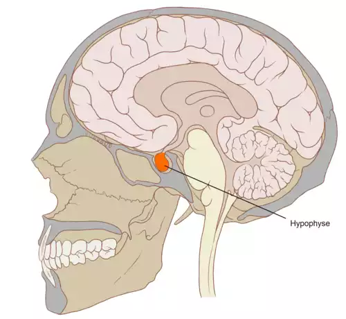 معنی کلمه هیپوفیز در ویکی واژه