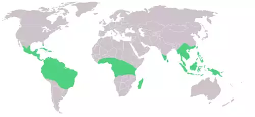 معنی کلمه وانیل در ویکی واژه