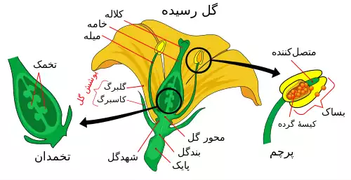 معنی کلمه پایک در فرهنگستان زبان و ادب