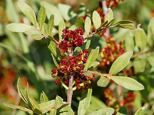 معنی کلمه پسته در لغت نامه دهخدا