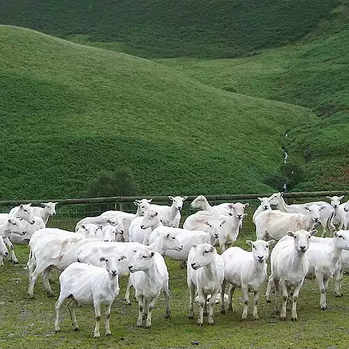 معنی کلمه پشم در فرهنگ معین