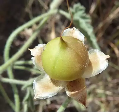 معنی کلمه پیچک در فرهنگ فارسی