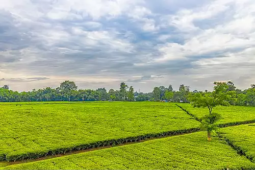 معنی کلمه چای در فرهنگ فارسی