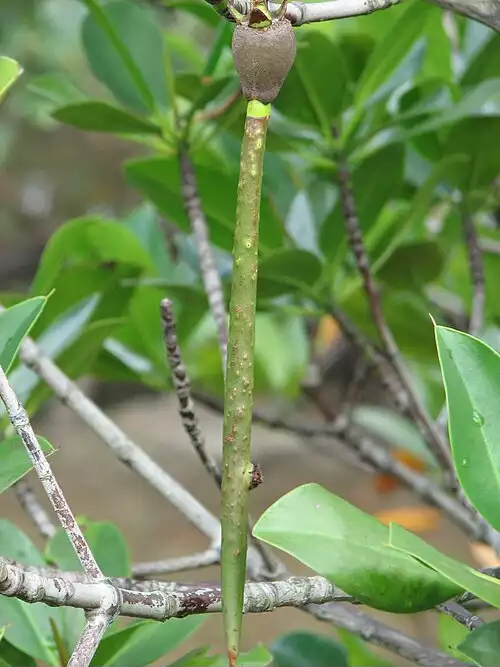 معنی کلمه چندل در لغت نامه دهخدا