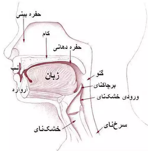 معنی کلمه کام در لغت نامه دهخدا