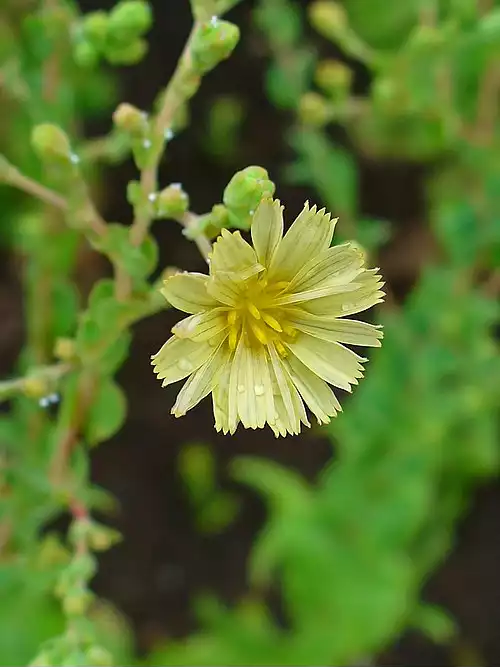 معنی کلمه کاهو در فرهنگ معین