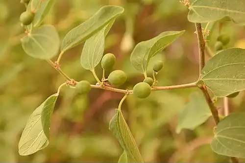 معنی کلمه کنار در لغت نامه دهخدا