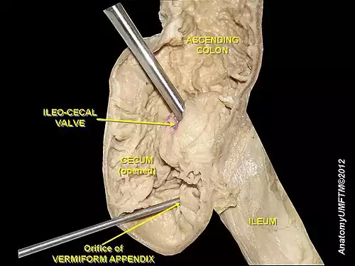 معنی کلمه کورروده در ویکی واژه