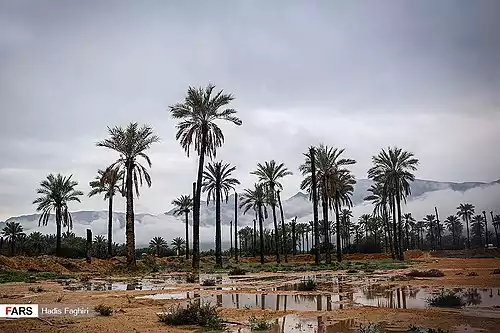 معنی کلمه گراش در دانشنامه آزاد فارسی