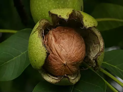 معنی کلمه گردو در لغت نامه دهخدا