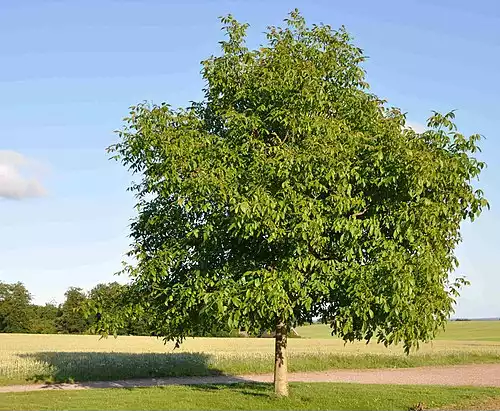 معنی کلمه گردو در فرهنگ معین