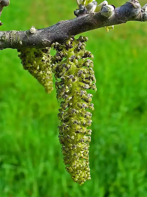 معنی کلمه گردو در فرهنگ فارسی