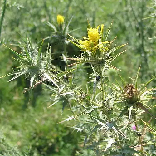 معنی کلمه گلرنگ در فرهنگ فارسی