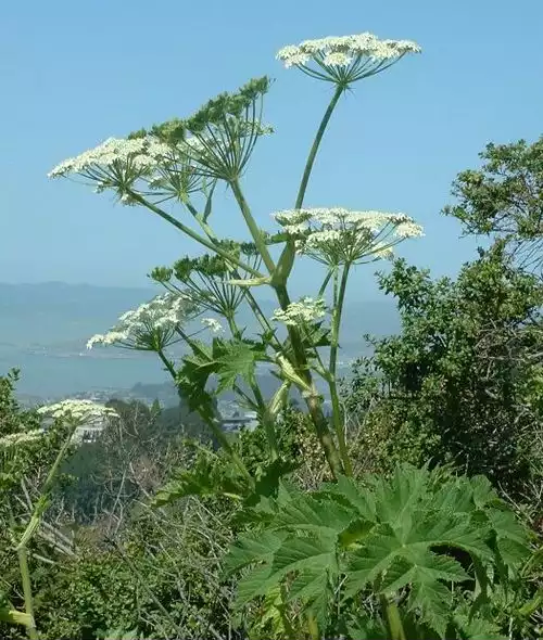 معنی کلمه گلپر در فرهنگ معین