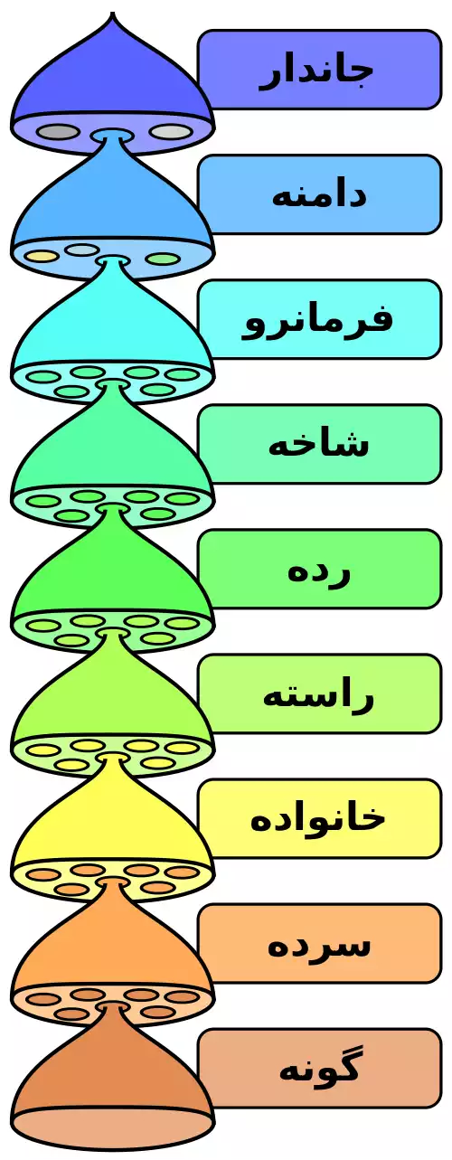 گونه