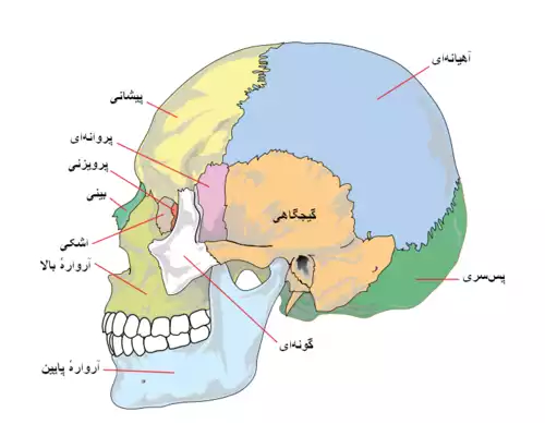 معنی کلمه گیجگاه در لغت نامه دهخدا