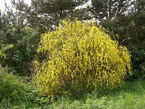 معنی کلمه درختچه در لغت نامه دهخدا