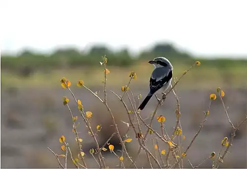 معنی کلمه درونه در فرهنگ معین