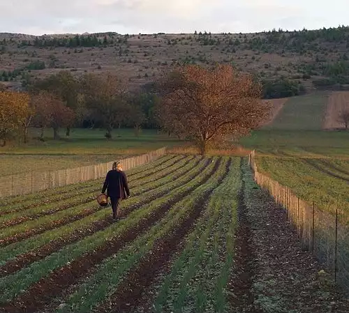 معنی کلمه زعفران در فرهنگ فارسی