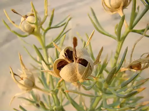 معنی کلمه شکفتن در فرهنگ معین