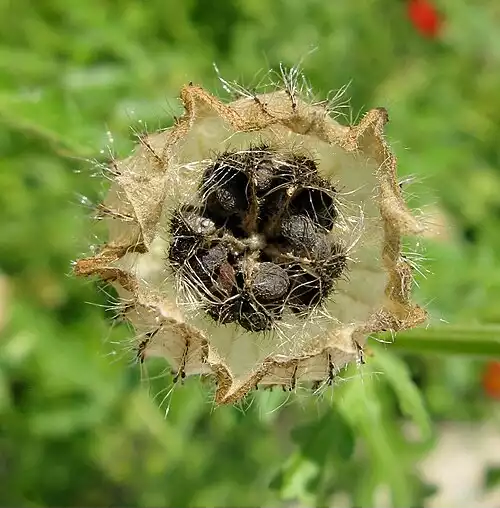 معنی کلمه شکفتن در فرهنگ عمید