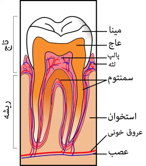 لثه