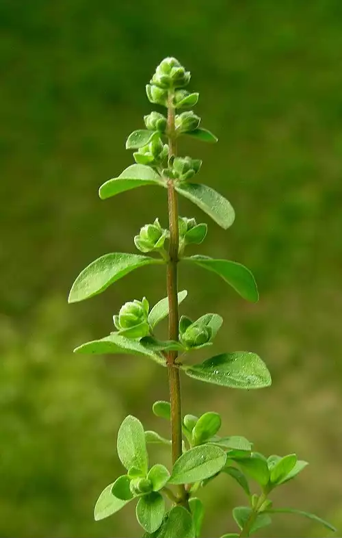 معنی کلمه مرزنگوش در لغت نامه دهخدا