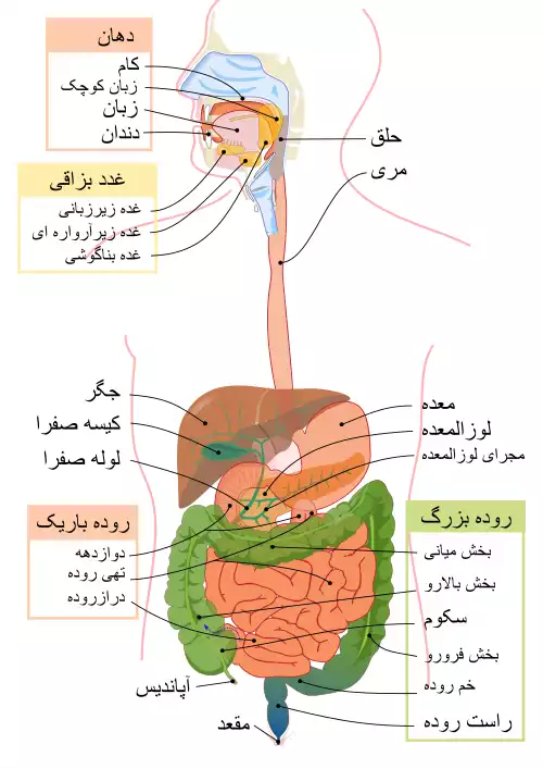 معده