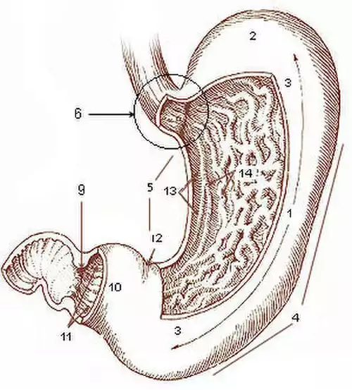 معنی کلمه معده در لغت نامه دهخدا