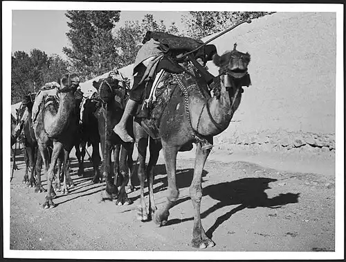 معنی کلمه کاروان در لغت نامه دهخدا