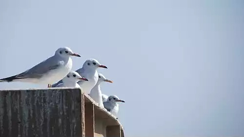 معنی کلمه کاکایی در ویکی واژه